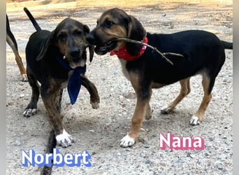 Norbert, 04/26 - sucht ein behütetes Zuhause