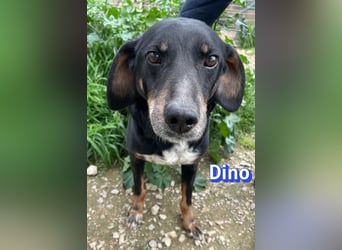 Dino, 01/24 - treues Schlappohr sucht Familie