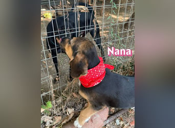 Nana, 04/26 - sucht ein liebevolles Zuhause