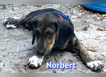 Norbert, 04/26 - sucht ein behütetes Zuhause