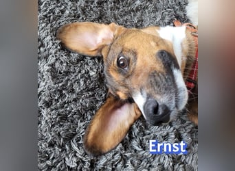 Ernst, 03/26 - drolliger Bub sucht Familie