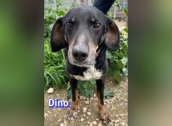 Dino, 01/24 - treues Schlappohr sucht Familie