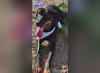 Dias, 03/25 - Traumhund sucht Familie!