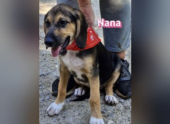 Nana, 04/26 - sucht ein liebevolles Zuhause