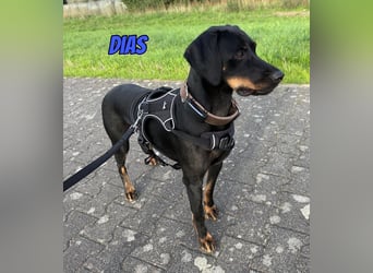 Dias, 03/25 - Traumhund sucht Familie!