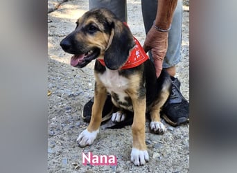 Nana, 04/26 - sucht ein liebevolles Zuhause