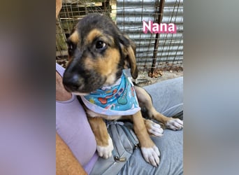 Nana, 04/26 - sucht ein liebevolles Zuhause