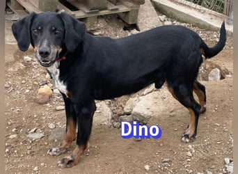 Dino, 01/24 - treues Schlappohr sucht Familie