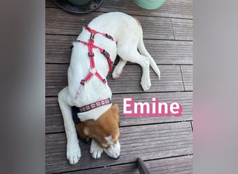 Emine, 03/26 - aufgewecktes Mädel wartet in 40723 Hilden