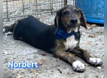Norbert, 04/26 - sucht ein behütetes Zuhause
