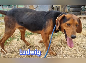 Ludwig, 12/20 - wartet in 41236 Mönchengladbach