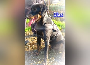 Dias, 03/25 - Traumhund sucht Familie!