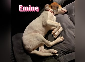 Emine, 03/26 - aufgewecktes Mädel wartet in 40723 Hilden