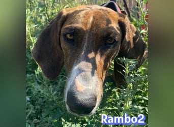 Rambo2, 06/25 - ein Kämpfer mit einem Herz aus Gold