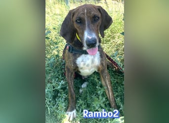 Rambo2, 06/25 - ein Kämpfer mit einem Herz aus Gold