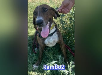 Rambo2, 06/25 - ein Kämpfer mit einem Herz aus Gold