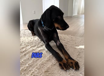 Dias, 03/25 - Traumhund sucht Familie!