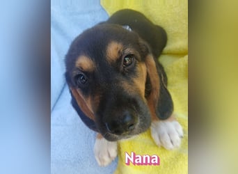 Nana, 04/26 - sucht ein liebevolles Zuhause