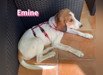 Emine, 03/26 - aufgewecktes Mädel wartet in 40723 Hilden