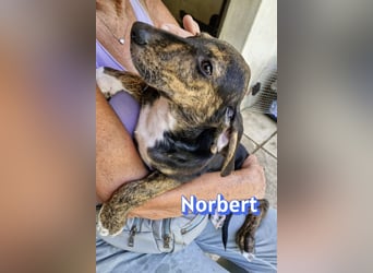 Norbert, 04/26 - sucht ein behütetes Zuhause