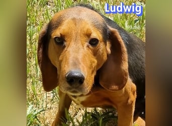 Ludwig, 12/20 - wartet in 41236 Mönchengladbach