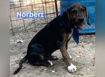 Norbert, 04/26 - sucht ein behütetes Zuhause