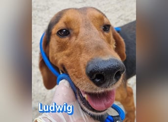 Ludwig, 12/20 - hofft auf eine 2te Chance