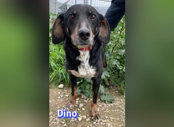 Dino, 01/24 - treues Schlappohr sucht Familie