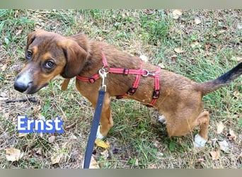 Ernst, 03/26 - drolliger Bub sucht Familie