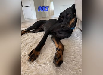 Dias, 03/25 - Traumhund sucht Familie!