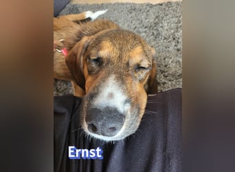 Ernst, 03/26 - drolliger Bub sucht Familie