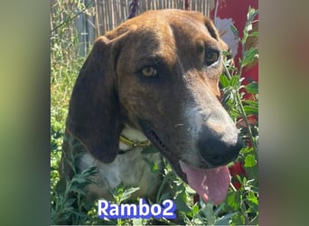 Rambo2, 06/25 - ein Kämpfer mit einem Herz aus Gold