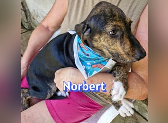 Norbert, 04/26 - sucht ein behütetes Zuhause