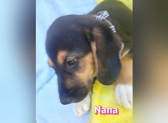 Nana, 04/26 - sucht ein liebevolles Zuhause