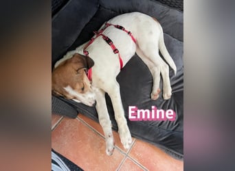 Emine, 03/26 - aufgewecktes Mädel wartet in 40723 Hilden