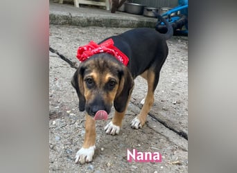 Nana, 04/26 - sucht ein liebevolles Zuhause