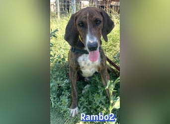 Rambo2, 06/25 - ein Kämpfer mit einem Herz aus Gold