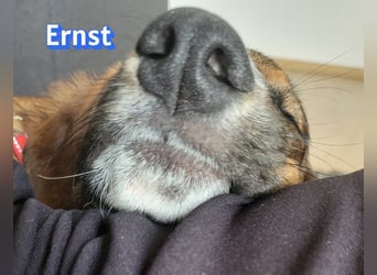 Ernst, 03/26 - drolliger Bub sucht Familie