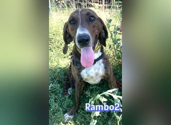 Rambo2, 06/25 - ein Kämpfer mit einem Herz aus Gold