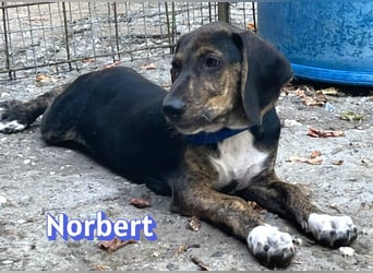 Norbert, 04/26 - sucht ein behütetes Zuhause