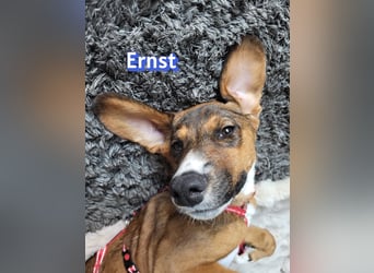Ernst, 03/26 - drolliger Bub sucht Familie