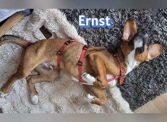 Ernst, 03/26 - drolliger Bub sucht Familie