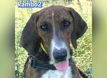 Rambo2, 06/25 - ein Kämpfer mit einem Herz aus Gold