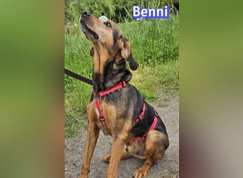 Benni, 04/17 - ruhiger Senior sucht wegen Krankheit ein neues Zuhause