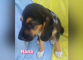 Nana, 04/26 - sucht ein liebevolles Zuhause