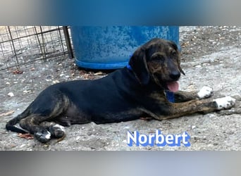 Norbert, 04/26 - sucht ein behütetes Zuhause