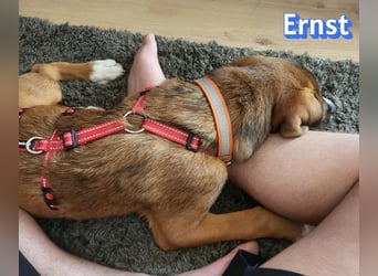 Ernst, 03/26 - drolliger Bub sucht Familie