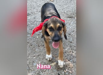 Nana, 04/26 - sucht ein liebevolles Zuhause
