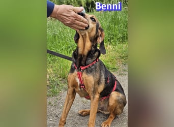 Benni, 04/17 - ruhiger Senior sucht wegen Krankheit ein neues Zuhause