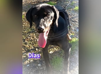 Dias, 03/25 - Traumhund sucht Familie!